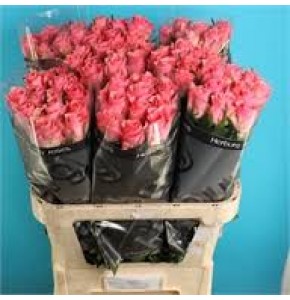 ΤΡΙΑΝΤΑΦΥΛΛΑ ΡΟΖ 60εκ.  ROSEN  ACE PINK